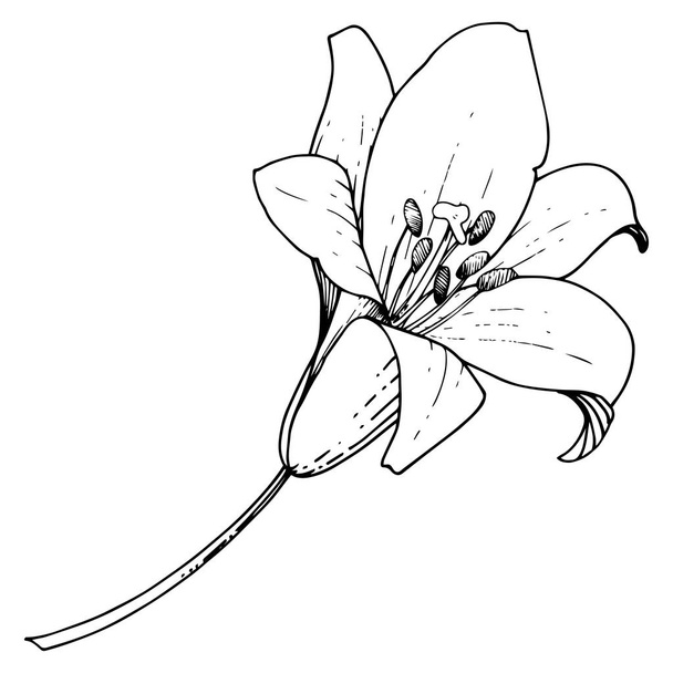 Vektorlilie blumige botanische Blume. Schwarz-weiß gestochene Tuschekunst. isolierte Lilien Illustrationselement. - Vektor, Bild