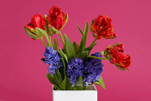 Punainen tulppaanit ja sininen hyasintti kukkia valkoinen maljakko
 - Valokuva, kuva