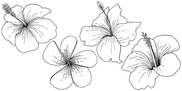 Διάνυσμα floral τροπικά λουλούδια ιβίσκου. Μαύρο και άσπρο χαραγμένο μελάνι τέχνης. Απομονωμένη ιβίσκου εικονογράφηση στοιχείο. - Διάνυσμα, εικόνα
