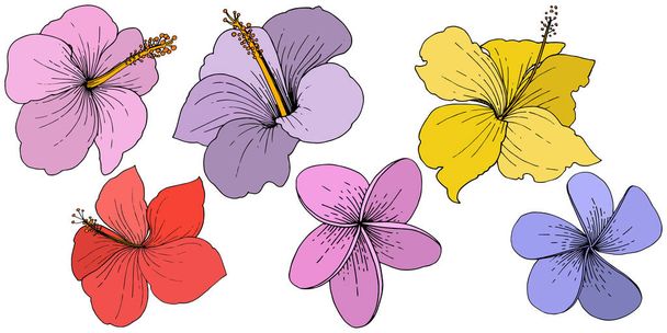 Vector Hibiscus flores tropicales florales. Arte de tinta grabada. Elemento de ilustración de hibisco aislado sobre fondo blanco
. - Vector, Imagen