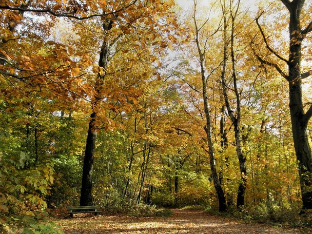 ένα στενό μονοπάτι για ένα πολύχρωμο φθινόπωρο δάσος, Ηλιόλουστη μέρα τον Οκτώβριο - Φωτογραφία, εικόνα