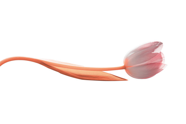 Απομονώσετε ροζ tulip στέλεχος του οποίου είναι λυγισμένο από ένα κύμα πορτοκαλί. - Φωτογραφία, εικόνα