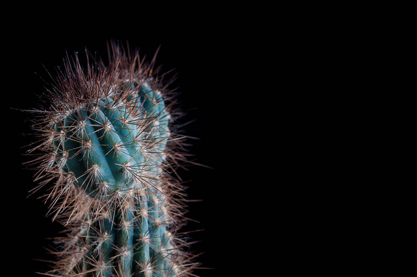 Kaktuszok, mint egy irányzat, a belső hivatal és otthon - Fotó, kép