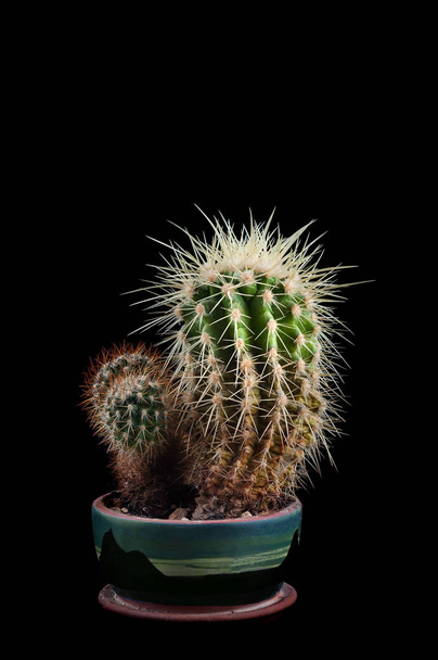 Cacti as a trend in the interior of the office and at home - Photo, Image