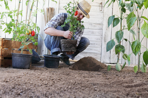 homme plante des tomates des pots dans le sol de la végétation
 - Photo, image