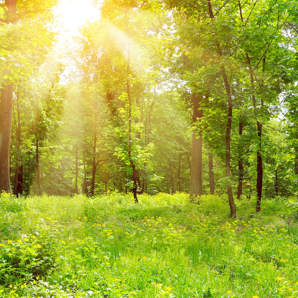 Светлый солнечный день в парке. Солнечные лучи освещают траву и дерево
 - Фото, изображение