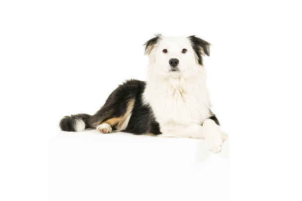 Αυστραλός Ποιμενικός σκύλος σε φόντο λευκό ψέματα πόδια του, διέσχισε βλέπουν φωτογραφική μηχανή - Φωτογραφία, εικόνα