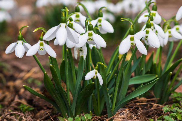 Snowdrops, first spring flower in a sun light. selective focus. - Photo, Image