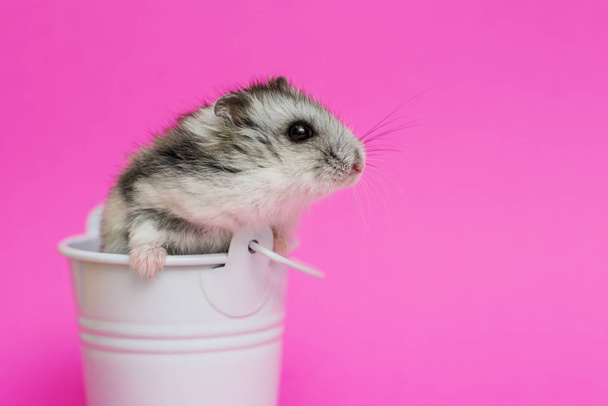 Small hamster in white decorative bucket on pink background with copy space. Gray Syrian hamster in bucket. Baby animal theme - Foto, immagini