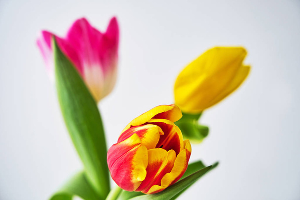 Spring colorful tulips bouquet on white background. Easter and spring greeting card for a International Women's Day. - Foto, immagini
