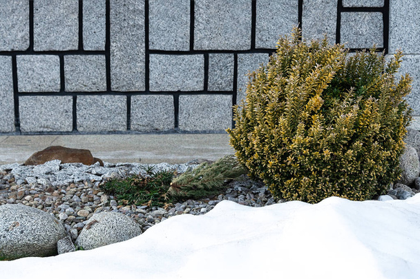 Vista de un arbusto redondo de Euonymus japonés sobre el fondo de una pared de la casa y una deriva de nieve
. - Foto, Imagen