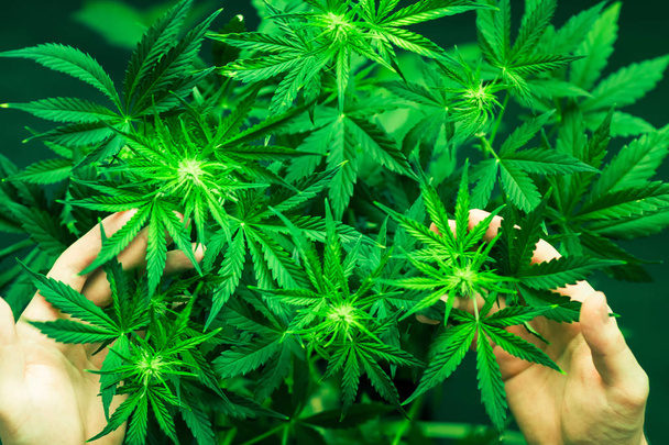 Medicinale cannabis en de legalisatie van marihuana. Marihuana bladeren. Het planten van onkruid. Groene achtergrond. Cannabis bloemen. Groeiende binnen kweek. Planten van de marihuana close-up. Bovenaanzicht. - Foto, afbeelding