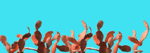 Élő korall színű az évben 2019. Kaktusz, trendi színes 3d Render háttér - Fotó, kép
