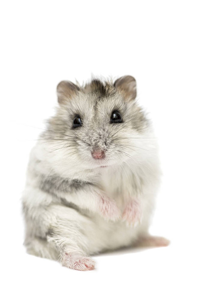 niedlichen lustigen syrischen Hamster isoliert auf weiß. syrischer hamster isoliert auf weißem hintergrund - Foto, Bild
