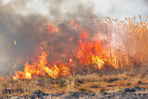 Grandes llamas en el campo durante el fuego. Desastre accidental
 - Foto, Imagen