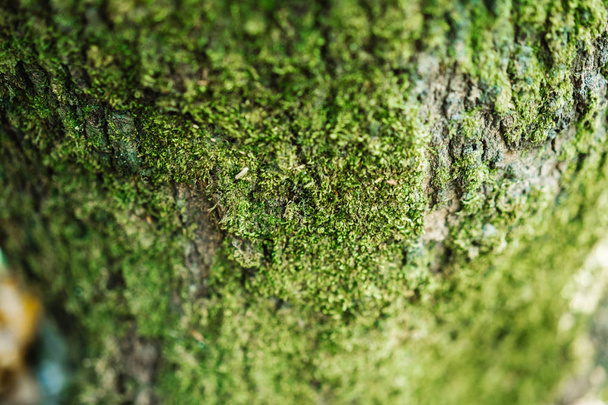 Madera vieja cubierta de musgo, textura de corteza de árbol con plantas verdes
. - Foto, imagen