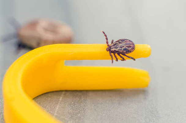 Mite crawling on a yellow tweezers for removing ticks - Foto, afbeelding