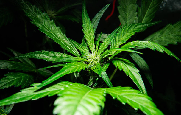 marihuanan viljely sisätiloissa. Kasvata teltta kasvava kannabis
  - Valokuva, kuva