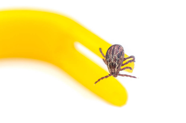 Mite crawls on yellow tweezers to remove ticks on a white background - Foto, afbeelding