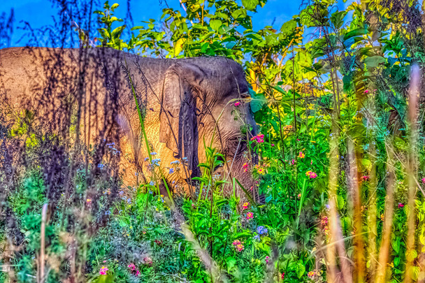茂みの中に隠されたインドゾウ(ゾウは最大の指標を持っています) -ジム・コルベット国立公園、インド - 写真・画像
