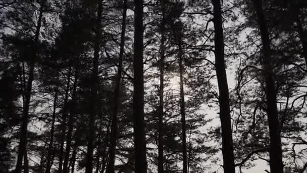Słońce świeci Sunbeams przez gałęzi i liści drzew w Pine Forest.Sunbeams poprzez drewna pozostawia w ruchu. Promienie słońca osiągając poprzez Branches.Sun w sosnowym lesie steadycam przenieść - Materiał filmowy, wideo