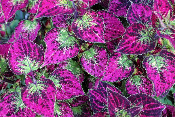 Gorgeous closeup of healthy coleus leaves on giant plant at local nursery makes a wonderful houseplant and can be an outdoor plant as well, though needing specific special care. - Photo, Image