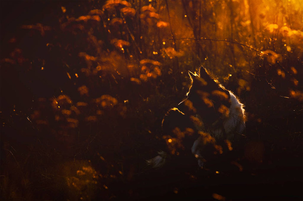 Otların arasında oturan köpek silüeti. Arka ışık içinde kenar kömür ocağı portresi. - Fotoğraf, Görsel