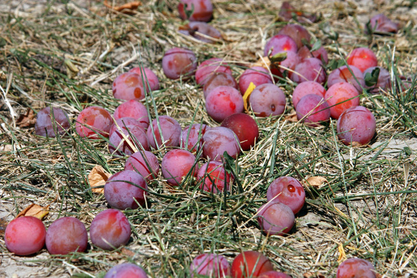 Colorful plums - Фото, зображення