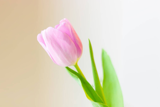 Spring flower, pink tulip on a gentle background. Easter or Valentines day greeting card. - Foto, immagini