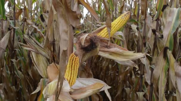 Maíz en la mazorca en el campo cultivado con seda de maíz antes de la cosecha
 - Metraje, vídeo