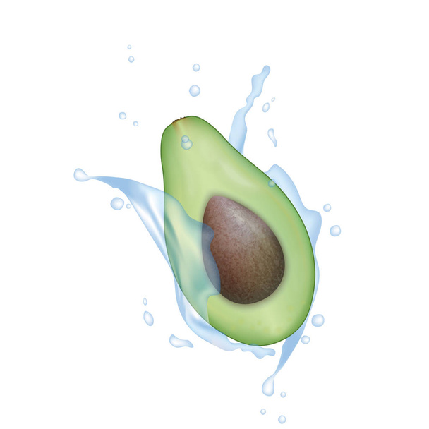 Avocado realistic 3d fruit with splashing.   - Vector, Image