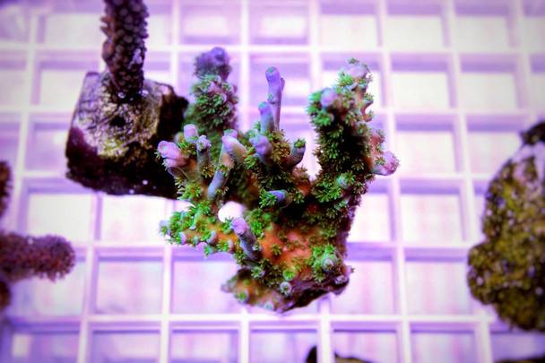 Ультра подводные снимки на Acropora SPS coral
  - Фото, изображение