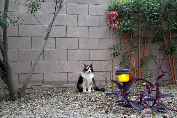 Kissa nauttii kevät-illasta
 - Valokuva, kuva