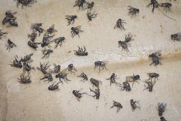 houseflies přilepená na lepící papír - Fotografie, Obrázek