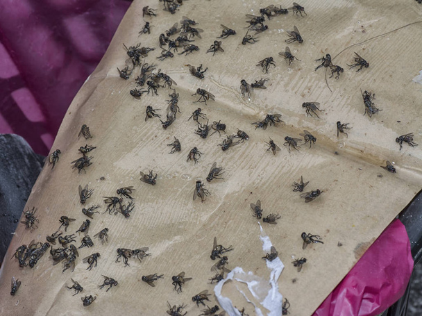 moscas domésticas presas a papel pegajoso
 - Foto, Imagem