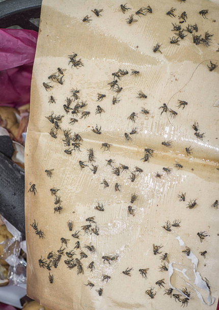mosche attaccate alla carta appiccicosa
 - Foto, immagini