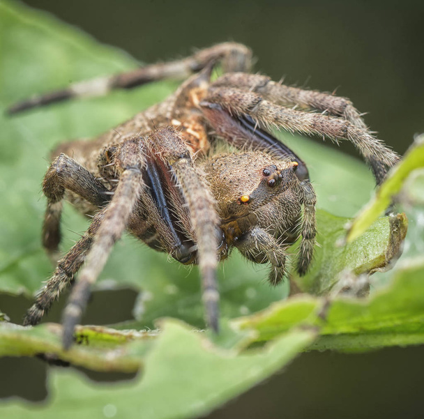 Closeup s malým araneidae spider - Fotografie, Obrázek