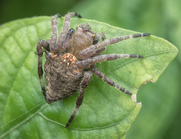 closeup with small araneidae spider - Photo, Image