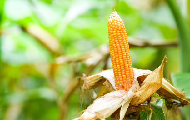Rijpe maïskolf op boom wachten voor oogst in maïs veld landbouw - Foto, afbeelding