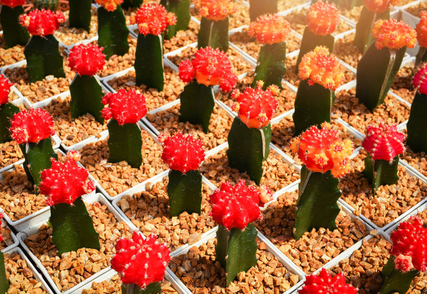 Gymnocalycium cactus - Photo, Image