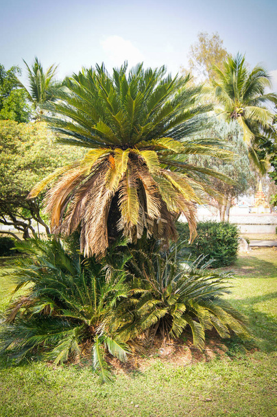 Yeşil bahçe parkta Sikas bitki / cobia ağaç  - Fotoğraf, Görsel