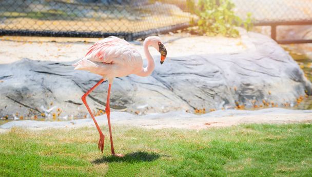 White pink greater flamingo big bird walking alone in cage  - Photo, Image