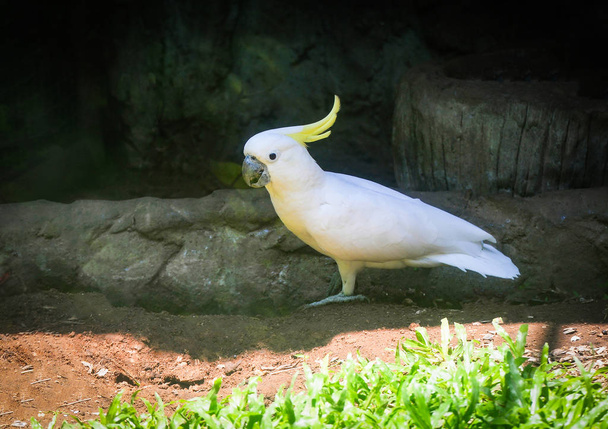 Sárga Tajtékos kakadu madár séta a föld / Cacatua galerit - Fotó, kép