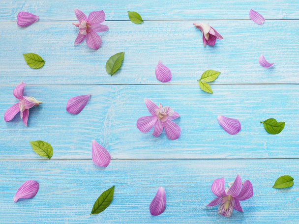 Pink orchid on blue wood background. - 写真・画像
