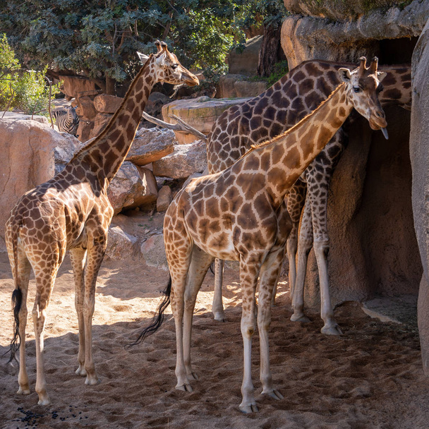 Valencia, Spanje - 26 februari: Afrikaanse giraffen op de Bioparc  - Foto, afbeelding