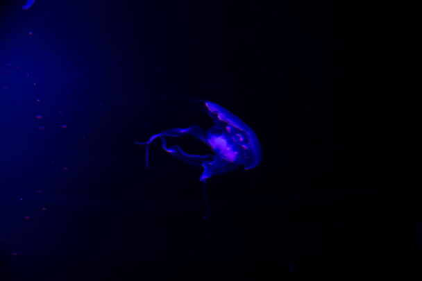 Close-up Jellyfish, Medusa in fish tank with neon light. Jellyfi - Fotografie, Obrázek