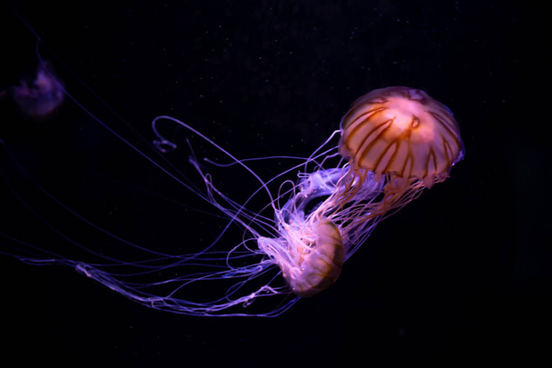 Jellyfish close-up, Medusa em tanque de peixe com luz de néon. Jellyfi.
 - Foto, Imagem