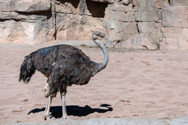 VALENCIA, SPAIN - FEBRUARY 26 : Female Ostrich at the Bioparc in - 写真・画像