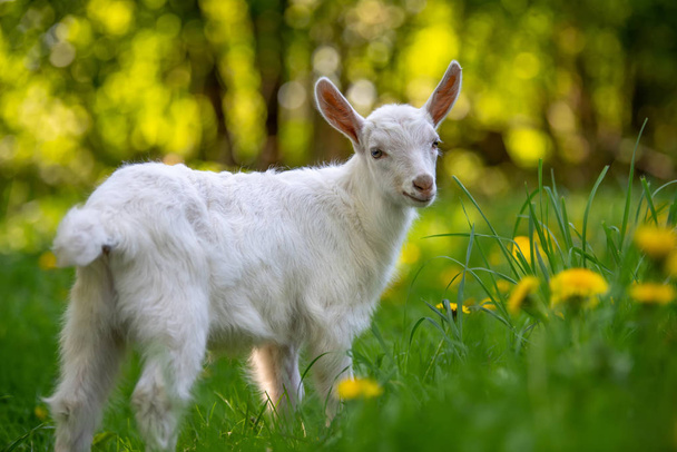 Белый козленок стоит на зеленой траве
 - Фото, изображение