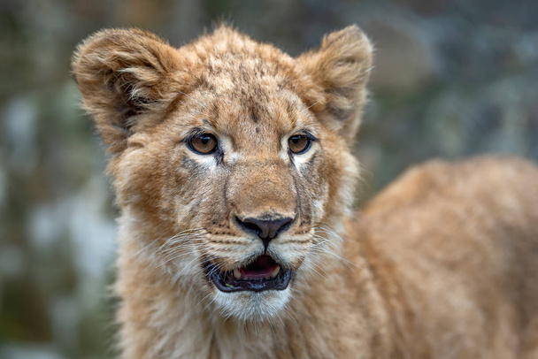 Lion ourson au printemps
 - Photo, image